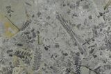 Fossil Flora (Neuropteris & Sphenophyllum) Plate - Kentucky #142442-1